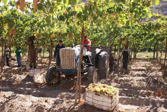 Alertan sobre los bajos precios pagados a productores vitivinícolas