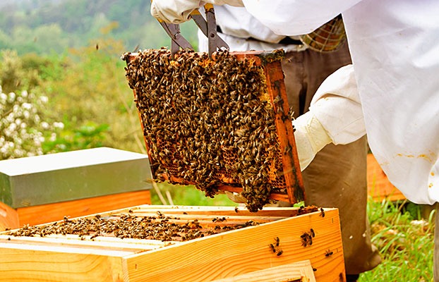 Apicultores expresan dudas por la comercialización de miel a China