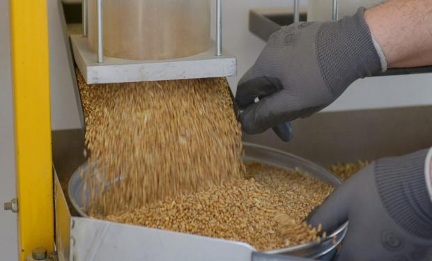Cooperativas usaron 50 toneladas de trigo para harina agroecológica