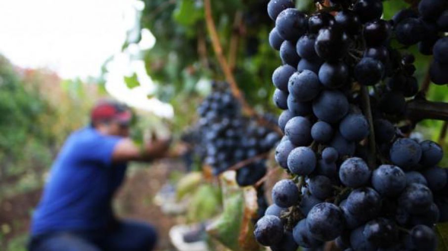 Caída del consumo: se produce en 34 mil hectáreas vitivinícolas menos