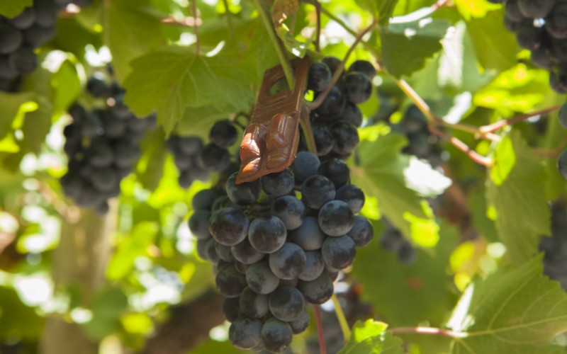 Productores de vino en alerta por altos costos