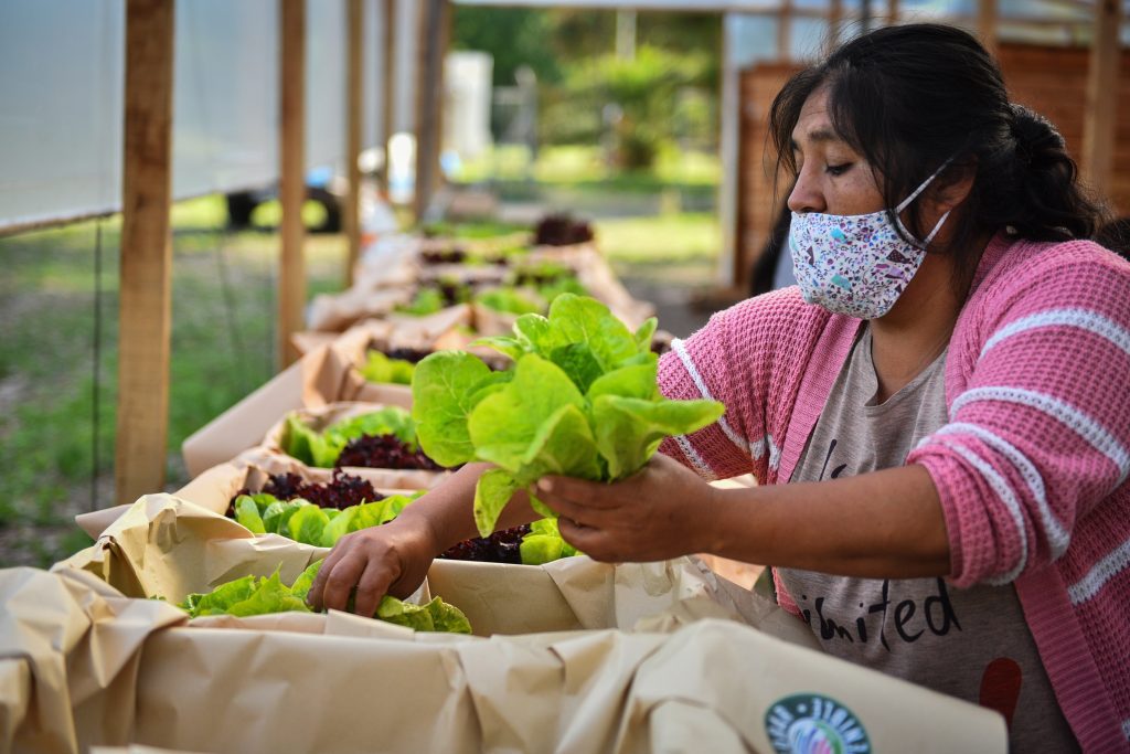 Huerta ecológica producirá 2500 kg de alimentos para comedores y merenderos