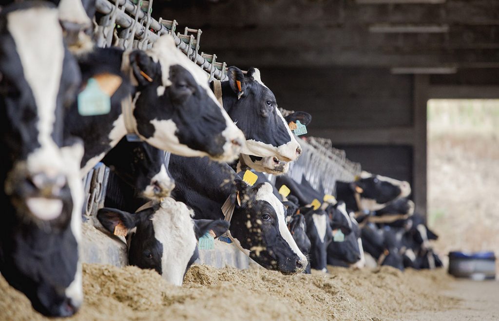 Lácteos: El gobierno y las empresas acordaron expandir Precios Cuidados