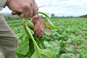 Bases Federadas, la nueva entidad en la Mesa Agroalimentaria: "Es necesario impulsar a los pequeños productores"