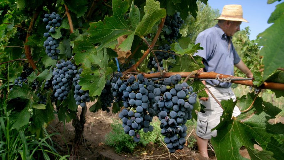 Productores vitivinícolas alertan la falta de insumos