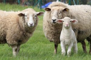 Cooperativa en Corrientes busca incorporar la genética para mejorar la carne ovina