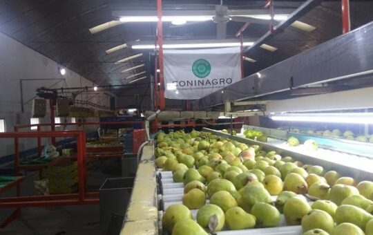 Exportación de peras y manzanas argentinas: se retrasan las operaciones por la inestabilidad del dólar