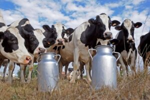 Coninagro publicó su Semáforo de Economías Regionales: "se complican las reservas de leche para el invierno"