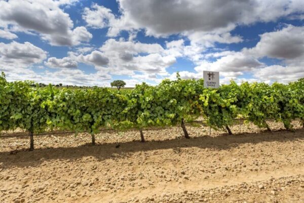 El Gobierno entregó más de $ 363 millones para impulsar a cooperativas vitivinícolas