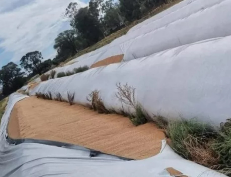 Cooperativa Agrícola Ganadera denunció la rotura de 51 silobolsas con 10 mil toneladas de trigo