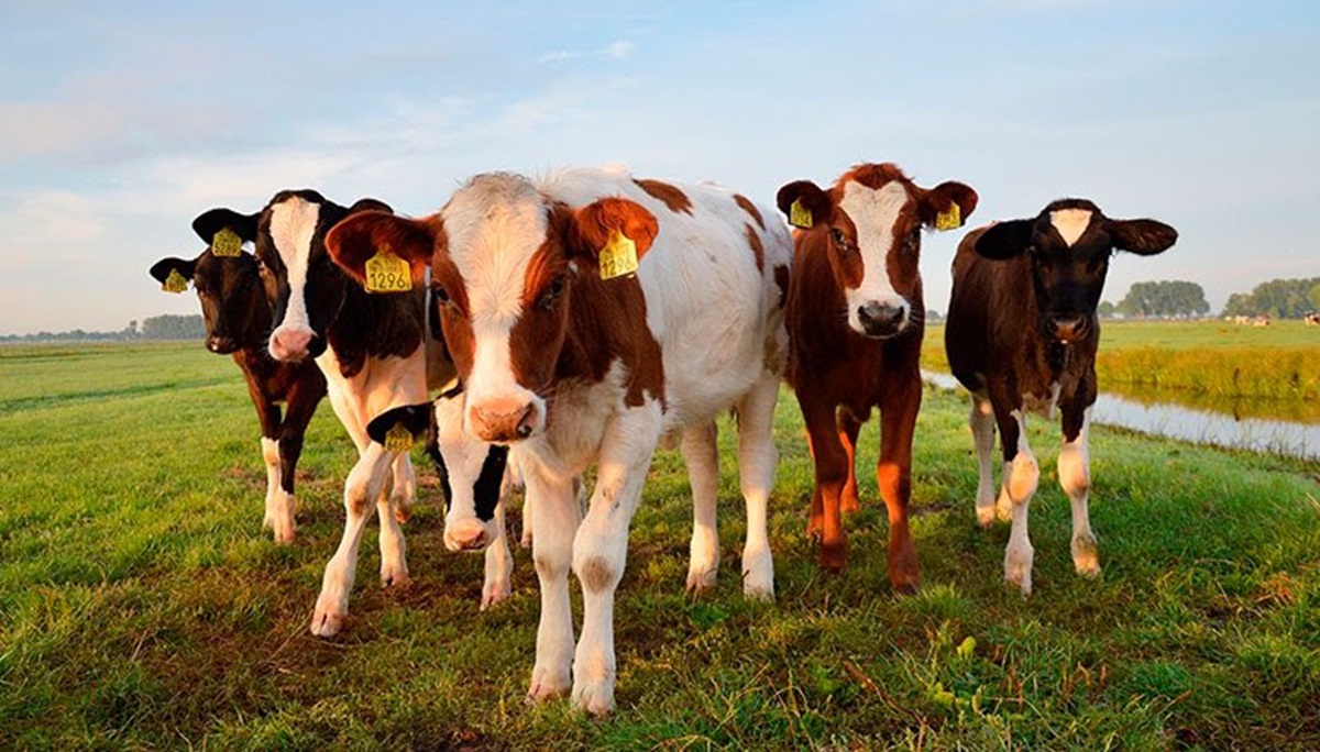 Consejo consultivo de la carne bovina: "Hay que incentivar la producción"