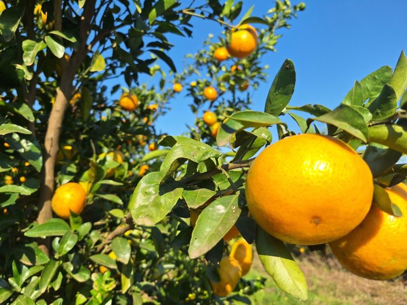 El Pulso del Agro