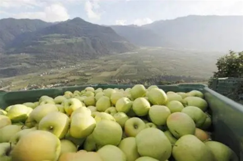 manzana