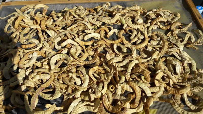 algarroba