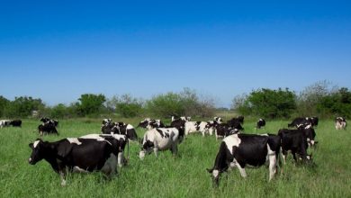 Producción de leche 2025: Récord nacional y crisis cooperativa