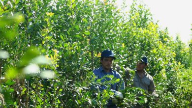 Yerba mate en Misiones: productores reclaman precio justo para la zafra 2026 frente a la desregulación.