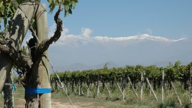 La Riojana: la cooperativa que impulsa desarrollo local con vino, comercio justo y producción orgánica