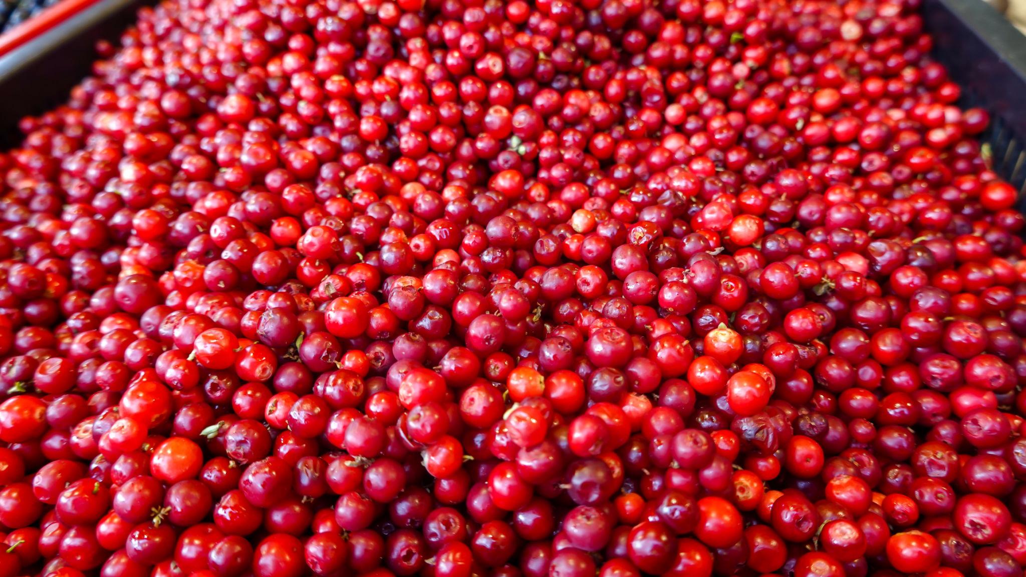 Ocean Spray