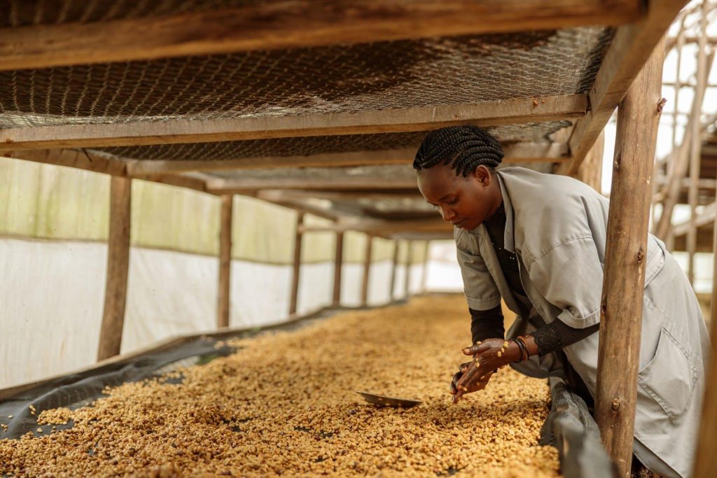 Oromia Coffee