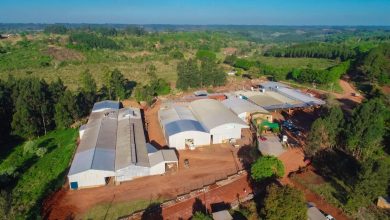 Vista aérea de la planta industrial y el secadero de la Cooperativa Yerbatera Dos de Mayo en Misiones.