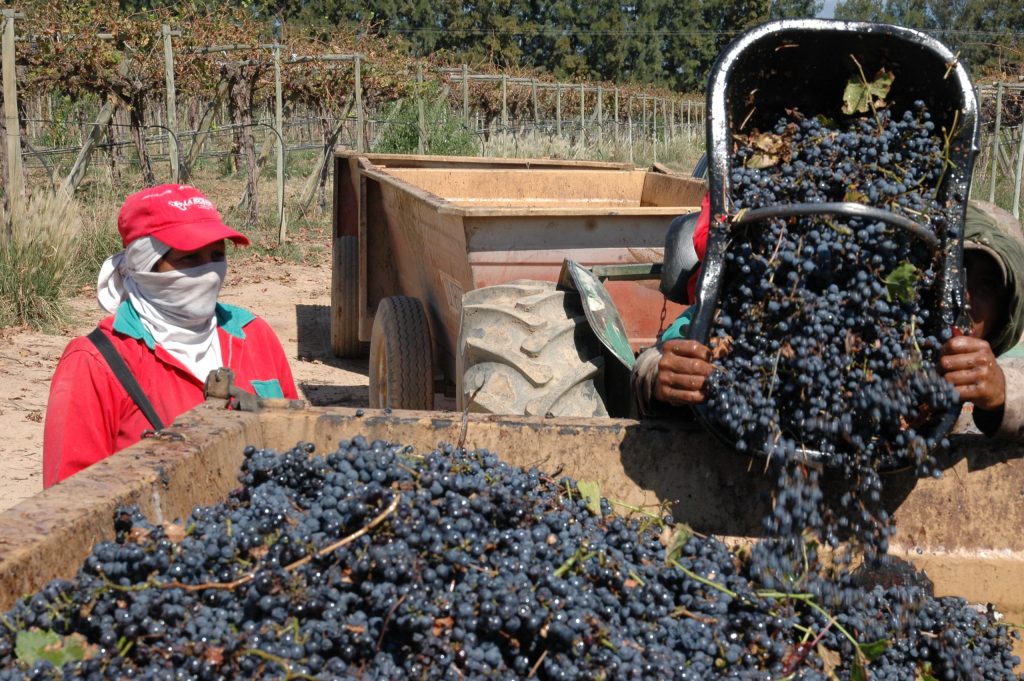 La Riojana: la cooperativa que impulsa desarrollo local con vino, comercio justo y producción orgánica