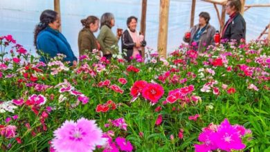 Floricultura en Misiones