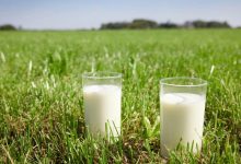 Friesland Campina