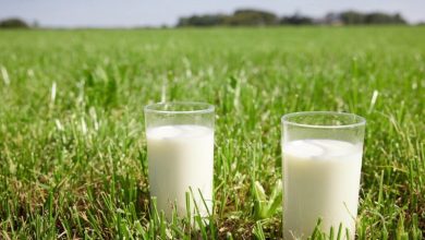 Friesland Campina