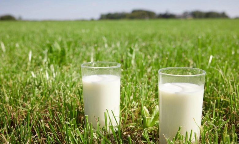 Friesland Campina