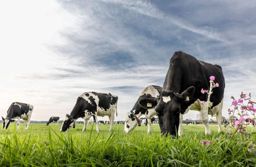 FrieslandCampina