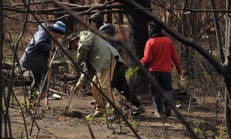 Comarca Andina: la UTT capacita restauradores forestales y lanza campaña para reforestar tras los incendios - Agencia Ansol UTT Patagónico