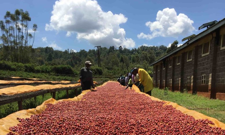 Kenia: Mare Terra Coffe