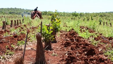 Yerba mate agroecológica: una respuesta cooperativa a la liberación del glifosato y la crisis de precios - Agencia Ansol Yerba mate agroecológica: una respuesta cooperativa a la liberación del glifosato y la crisis de precios - Agencia Ansol